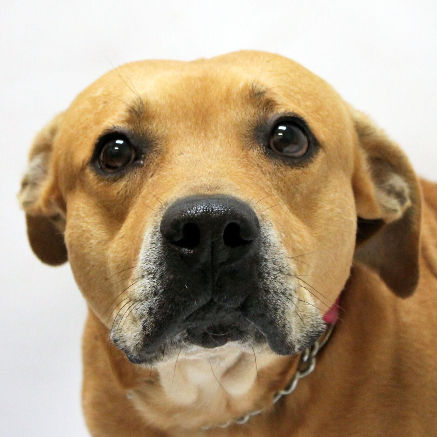 Martin County Pet of the Week - Week of Oct. 8, 2021